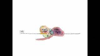 Movie 6 Transcriptional initiation by RNA Pol II [upl. by Ellesor]