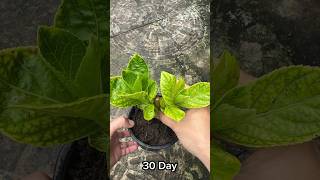 New style hydrangea cuttings [upl. by Aytak]