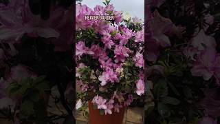 Azalea Flower 💕garden shots reels  flowering plantshort video  viral song viralvideos [upl. by Surdna]