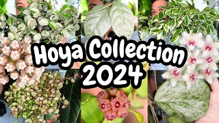 Hoya Collection 2024 🌱 ALL OF THEM 😍 [upl. by Cirdet554]