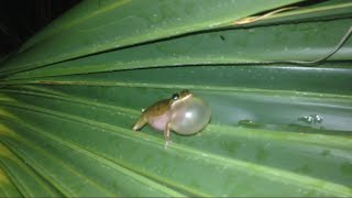 Squirrel Tree Frog Calling After a Florida Thunderstorm [upl. by Ettezel]