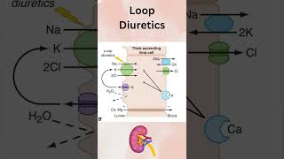 Renal Physiology Made Easy Diuretics renalphysiology [upl. by Ahseila]