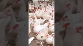 La Crianza de Patos para la Producción de Huevos avicultura agriculture aves agro animals [upl. by Vevay]