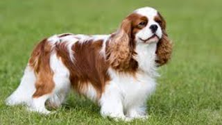 Cavalier King Charles Spaniel Puppies [upl. by Neyuq]