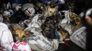 50 dogs rescued from Indonesian slaughterhouse [upl. by Starks]