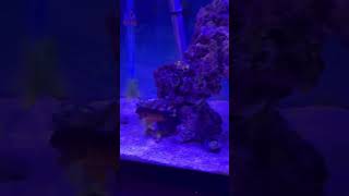 REEF TANK Update coralreeftank saltwateraquarium clownfish coralbeauty [upl. by Adalbert133]