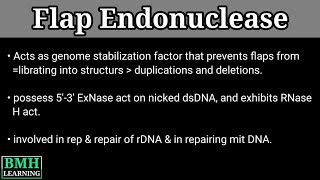 Flap Endonuclease [upl. by Hovey699]