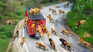 65 INCREÍBLES MOMENTOS EN LOS SAFARIS CAPTADOS POR LAS CÁMARAS [upl. by Sarina]