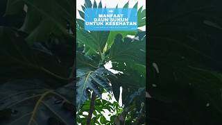 Manfaat daun sukun untuk kesehatanshotrs shortvideo [upl. by Nytsirhc]