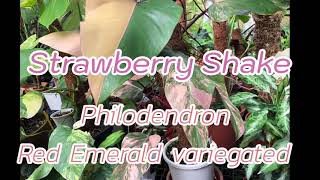 Philodendron red emerald variegated Strawberry Shake [upl. by Uhile]