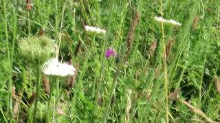 SixSpot Burnet moth Zygaena filipendulae [upl. by Melinda900]