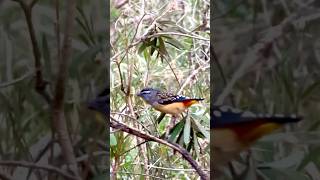 Spotted Pardalote australia birds rare naturevideography fypシ゚ cute wildlifelatrobe nangak [upl. by Atterehs]