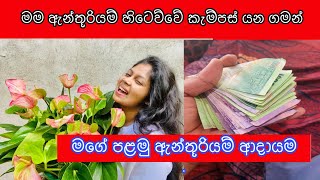 මම ලබපු පළමු ඇන්තූරියම් ආදායම Income from my anthurium business [upl. by Dulla621]