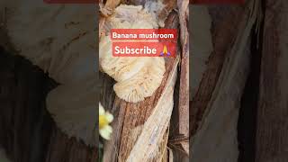 episode 186 banana mushroom nature forest farming [upl. by Damahom326]