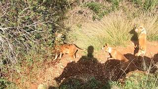 Cazando con podencos los Perjuicillos [upl. by Banyaz]