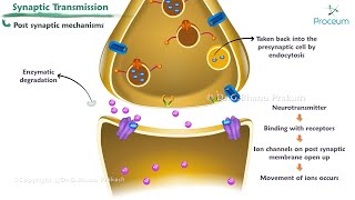 Synaptic Transmission Animation   Nerve Physiology [upl. by Annaitsirk811]