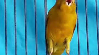 Canary bird song singing [upl. by Gallagher309]