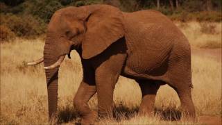 Animal sounds Elephant trumpet [upl. by Mairim945]