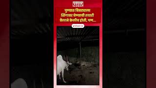 Leopard l पुण्यात बिबट्याला शिंगावर घेण्याची तयारी बैलाने केलीच होती पण l Leopard vs Bull l Pune [upl. by Lenes]