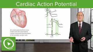 Cardiac Action Potential  Cardiology  Lecturio [upl. by Margi]