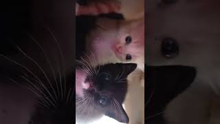 Duo cat remix music djremix kucinglucu cat fyp [upl. by Ynffit]