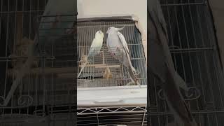 preening their feathers💛🤍 birds cutebirds shortvideo [upl. by Marek]