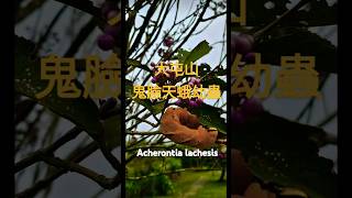 鬼臉天蛾 Acherontia lachesis buffalobills 大屯山 [upl. by Ititrefen40]