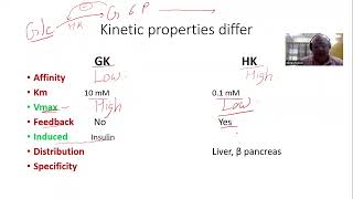 Basic Concepts Enzymes Glucokinase vs Hexokinase [upl. by Lledualc148]