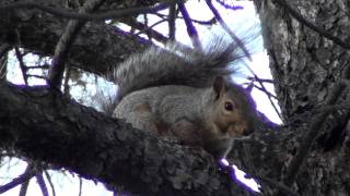 Eastern Fox Squirrel Sciuridae Sciurus niger Vocalizing [upl. by De Witt]