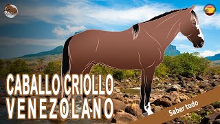 CABALLO CRIOLLO VENEZOLANO los caballos por excelencia de los jinetes llaneros RAZAS DE CABALLOS [upl. by Doyle]