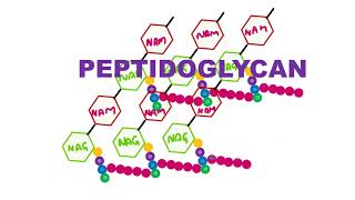 Peptidoglycan [upl. by Arel]