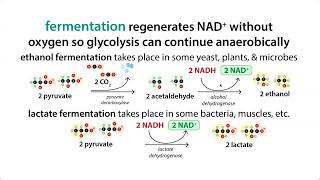 NAD regeneration  malateaspartate shuttle glycerol 3phosphate shuttle fermentation etc [upl. by Solley]