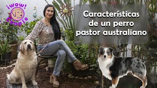 Características del perro pastor australiano austie o pastor ovejero [upl. by Eimia151]