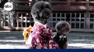 In modernday Japan dogs replace kids at comingofage ceremony [upl. by Eehsar829]