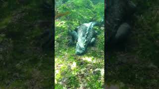 Thousand of Marine Iguanas  Galápagos Islands  Lindblad Expeditions [upl. by Wardieu396]