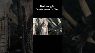 Binturong  Fun Facts  Bearcat [upl. by Yrtnahc]