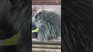 Mind Blowing Porcupine Facts Revealed [upl. by Annauj339]