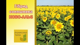 Соняшник НовоАльє 🌻 опис гібриду 🌻  насіння в Україні [upl. by Oliva604]