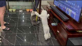 🐈🐈‍⬛😸🤩🎀 Cats catch the ribbon 🐈 ❤️ 😊 😂 🐭 🐱 ❤️ 😂 cat cats furries love pets toys funny happy [upl. by Reisman215]