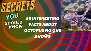 20 interesting facts about Octopus no one knows [upl. by Navillus]