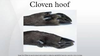 Cloven hoof [upl. by Sarat804]