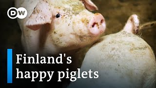 Why piglets are better off in Finland than in the rest of the EU  Focus on Europe [upl. by Mraz]