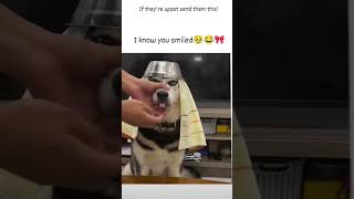 trending dog lover 💞💞💞☺☺ like share comment subscribe please 🫂🙏🏻🙏🏻 [upl. by Petulia]