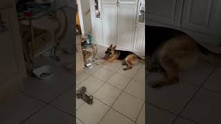 Thirsty German Shepard slings the bowl shortsviral gsd [upl. by Vernor]