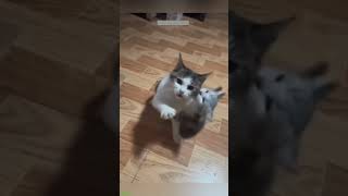 Funny Cats 2024 🐱 kitten meowing 😹 FunnyCats Episode 7889 [upl. by Assirod]