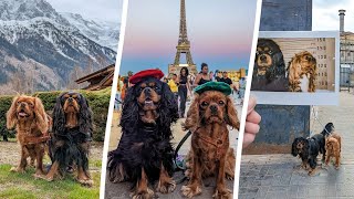 Dogs travel all over Europe  SWNS [upl. by Aynosal]