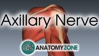 Axillary Nerve  3D Anatomy Tutorial [upl. by Keene]