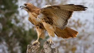 red tailed hawk sound call and screech [upl. by Dlonra80]