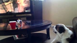 My Saint Bernard watching TV [upl. by Stenger379]