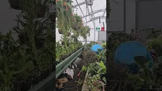 Redpath Lifestyler Greenhouse at Palmerston North Esplanade [upl. by Israeli]